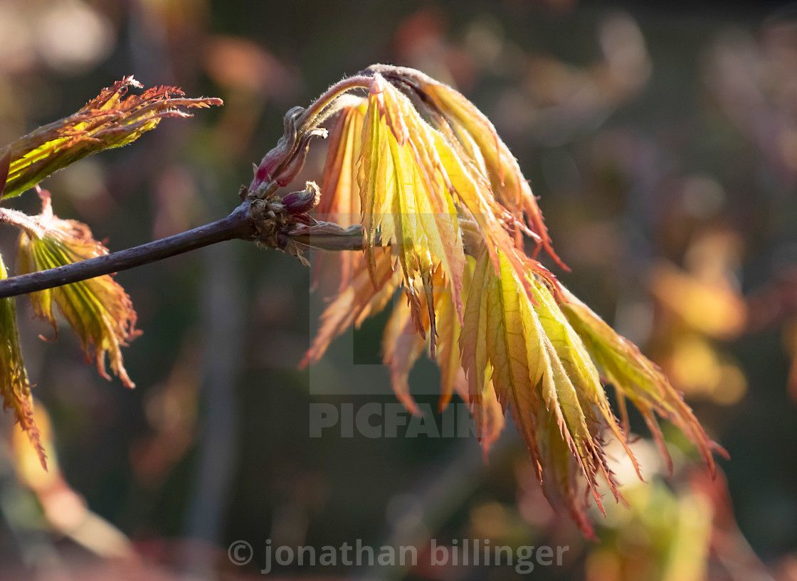 "Acer palmatum 'Ariadne', 2" stock image