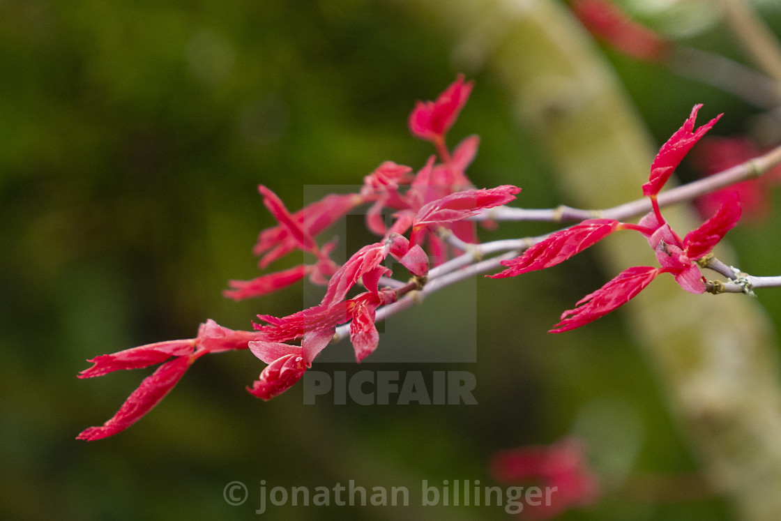 "Acer palmatum 'Deshojo'" stock image