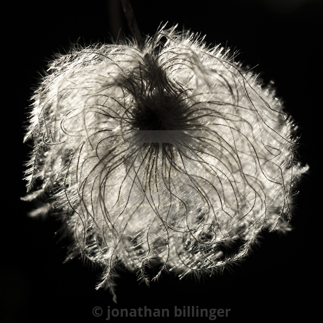 "Clematis Seedhead" stock image