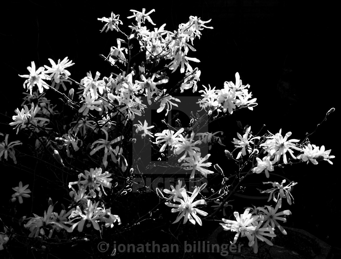 "Magnolia stellata 'Susan'" stock image