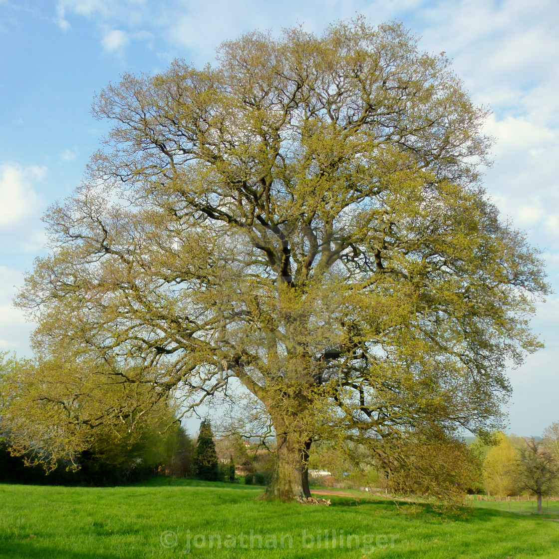 "Oak tree in springtime" stock image