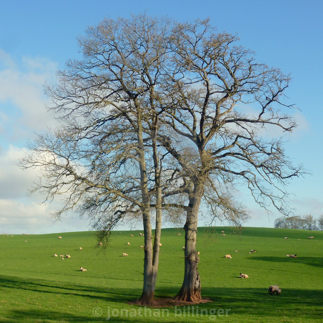 "Two stately trees" stock image