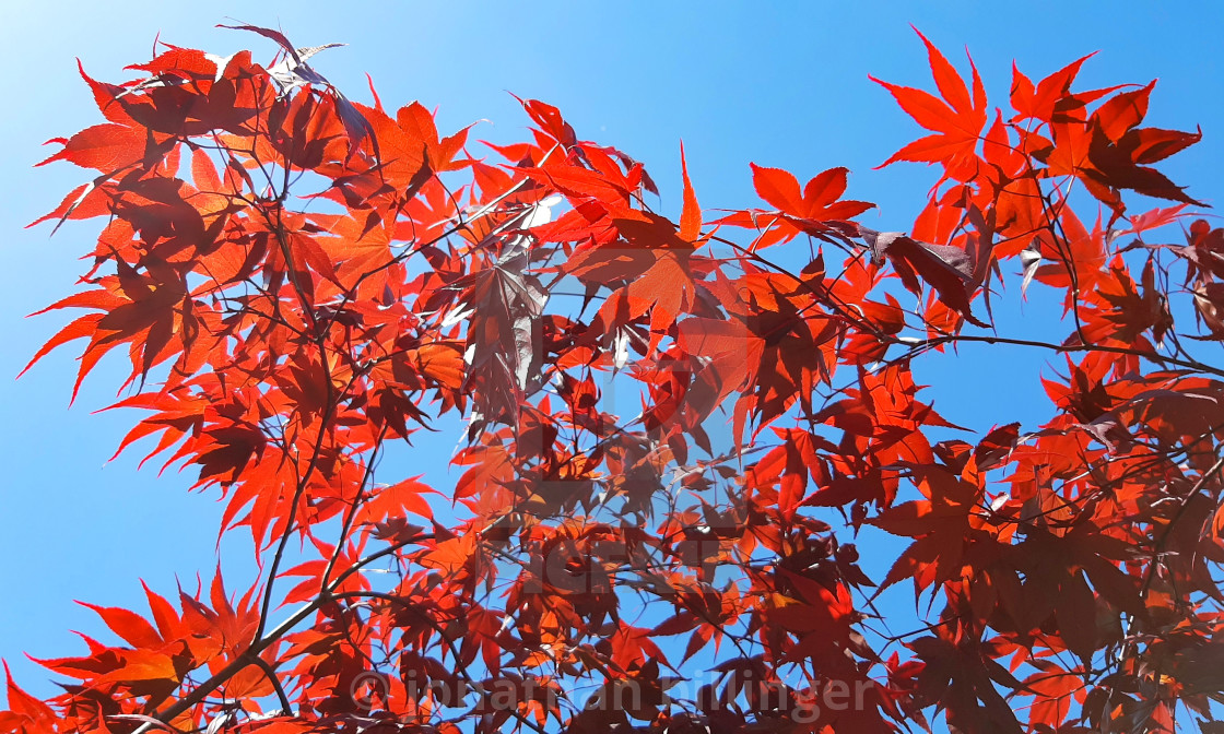 "Acer palmatum 'Bloodgood'" stock image