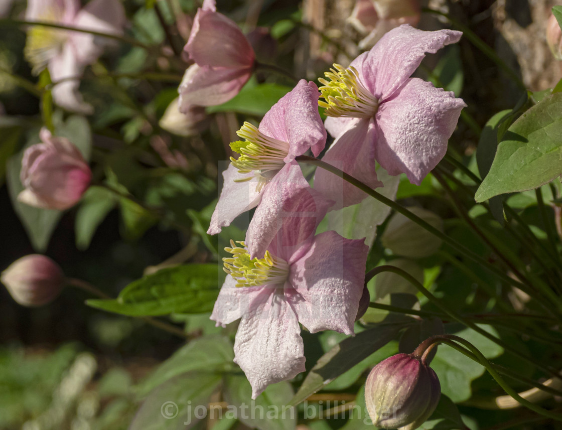 "Clematis montana in April" stock image