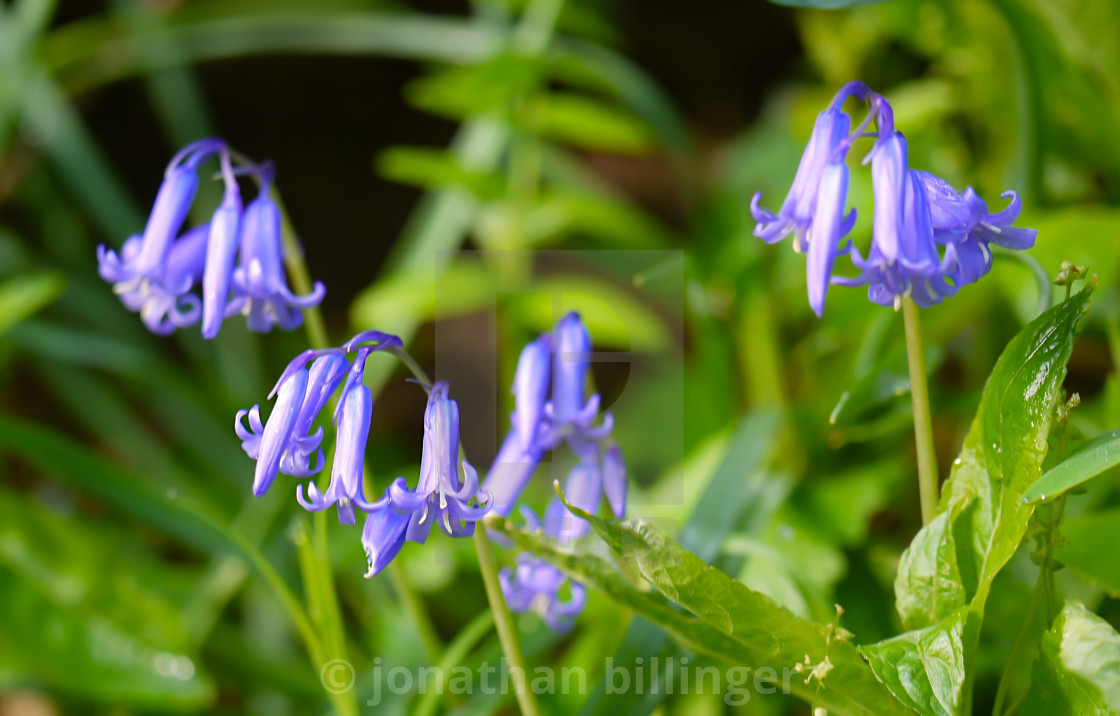 "English Bluebells, early morning" stock image