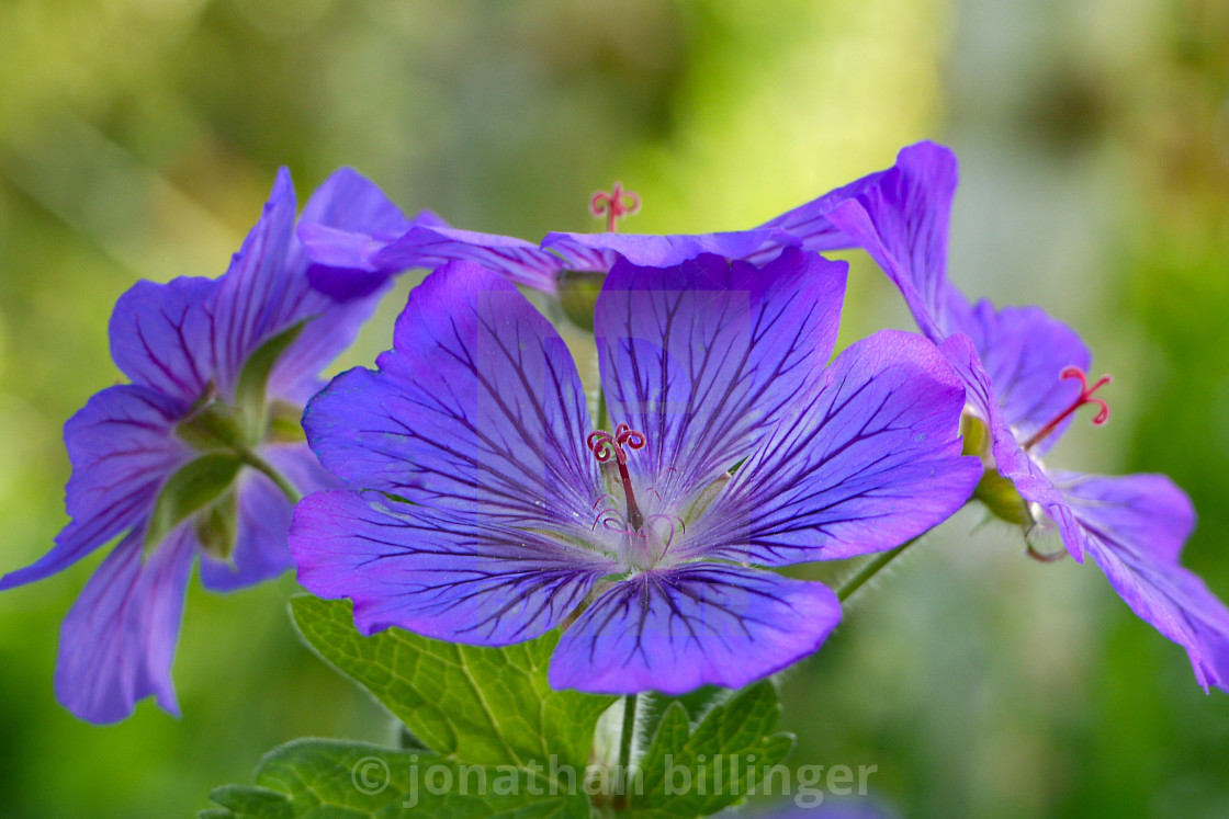 "Blue Geranium" stock image