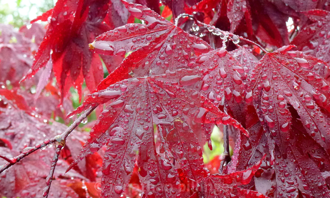 "Red Acer in the Rain, 1" stock image