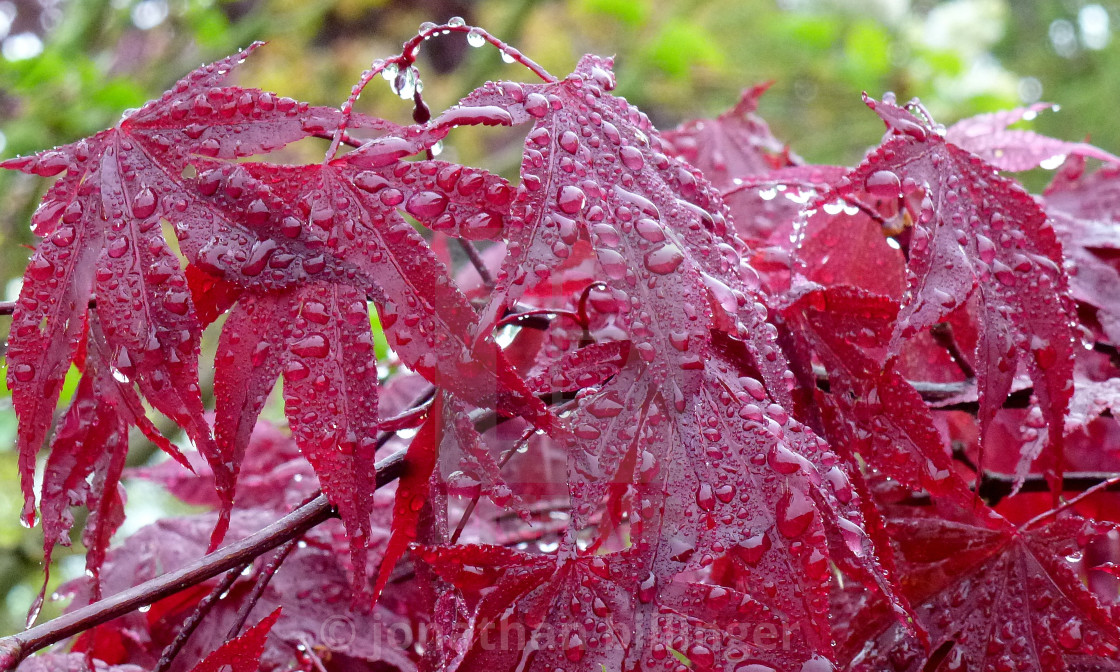 "Red Acer in the Rain, 2" stock image