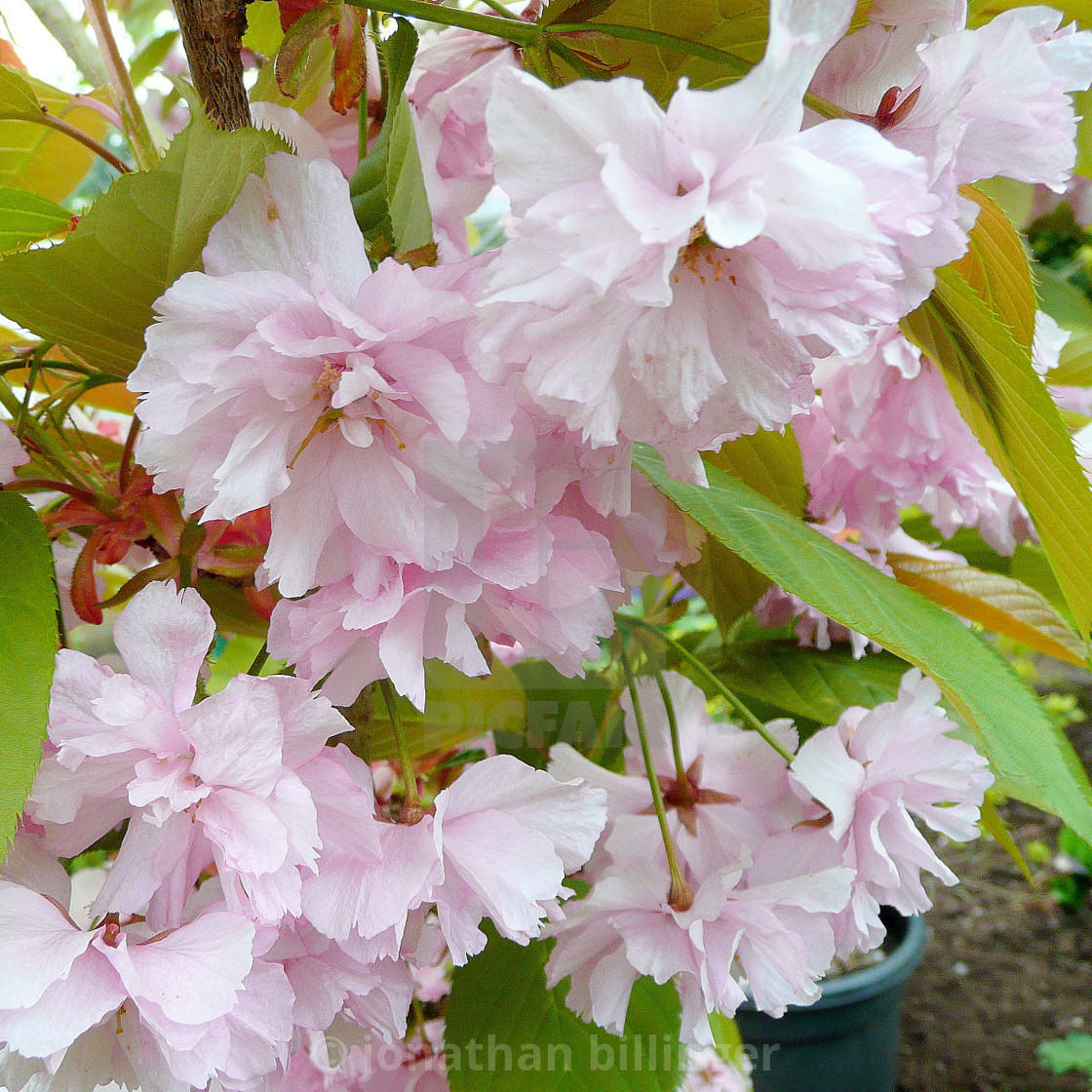 "Cherry Blossom, 1" stock image