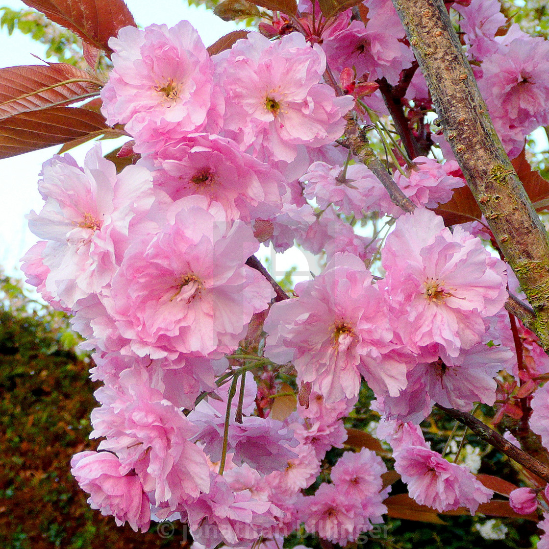 "Cherry Blossom, 2" stock image