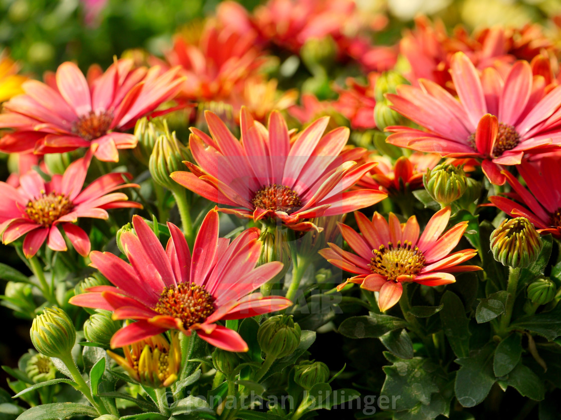 "Red Osteospermums in the Sun" stock image