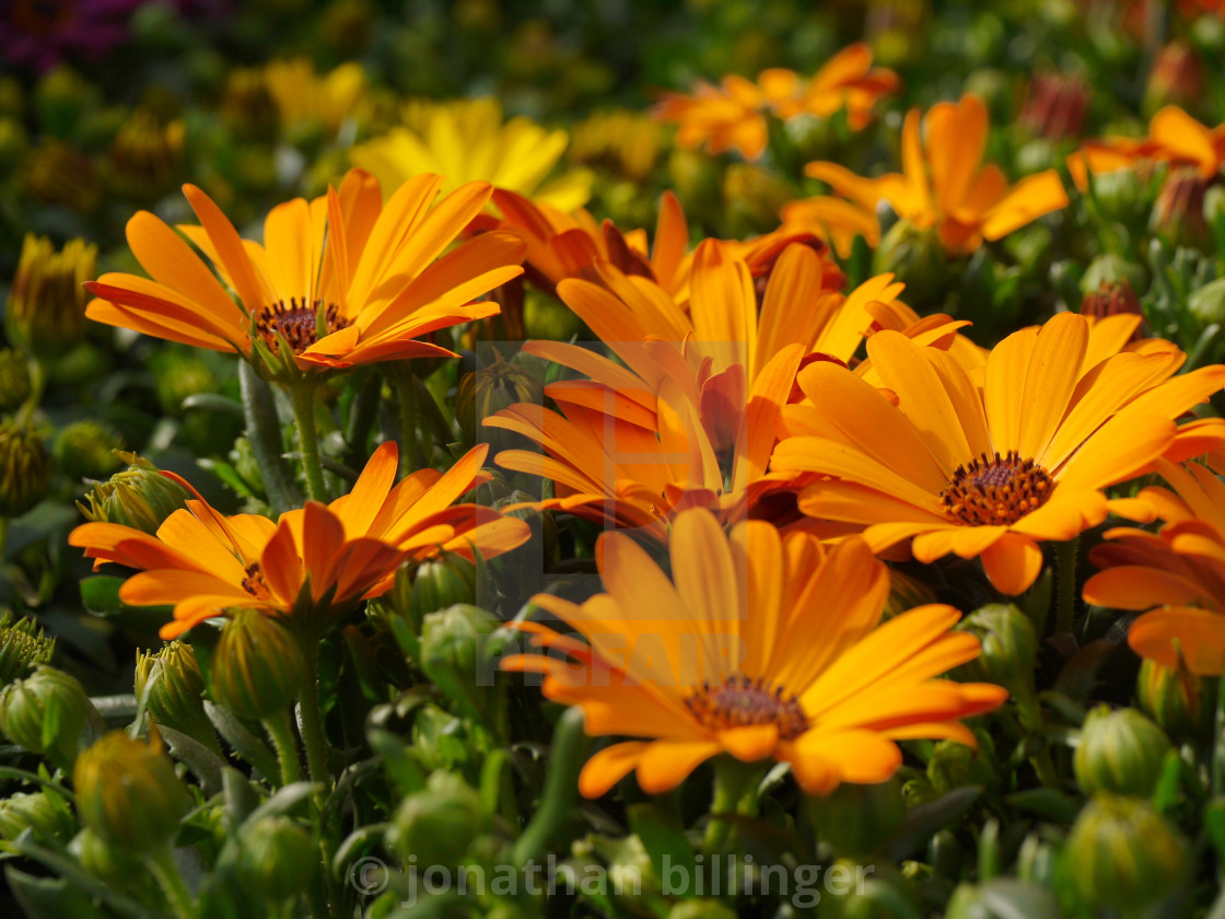 "Orange Osteospermums in the Sun" stock image