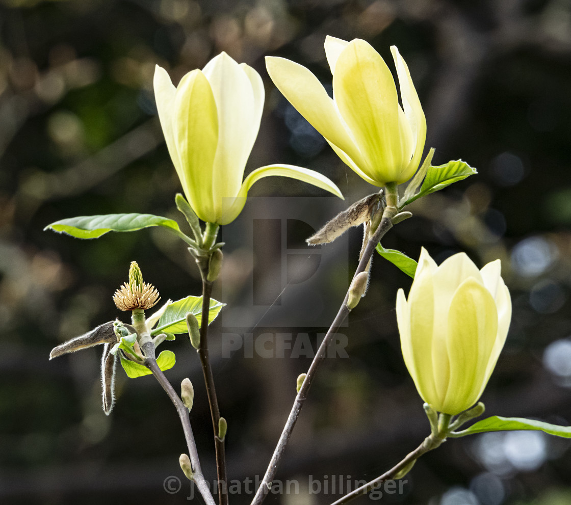 "Magnolia 'Solar Flair'" stock image