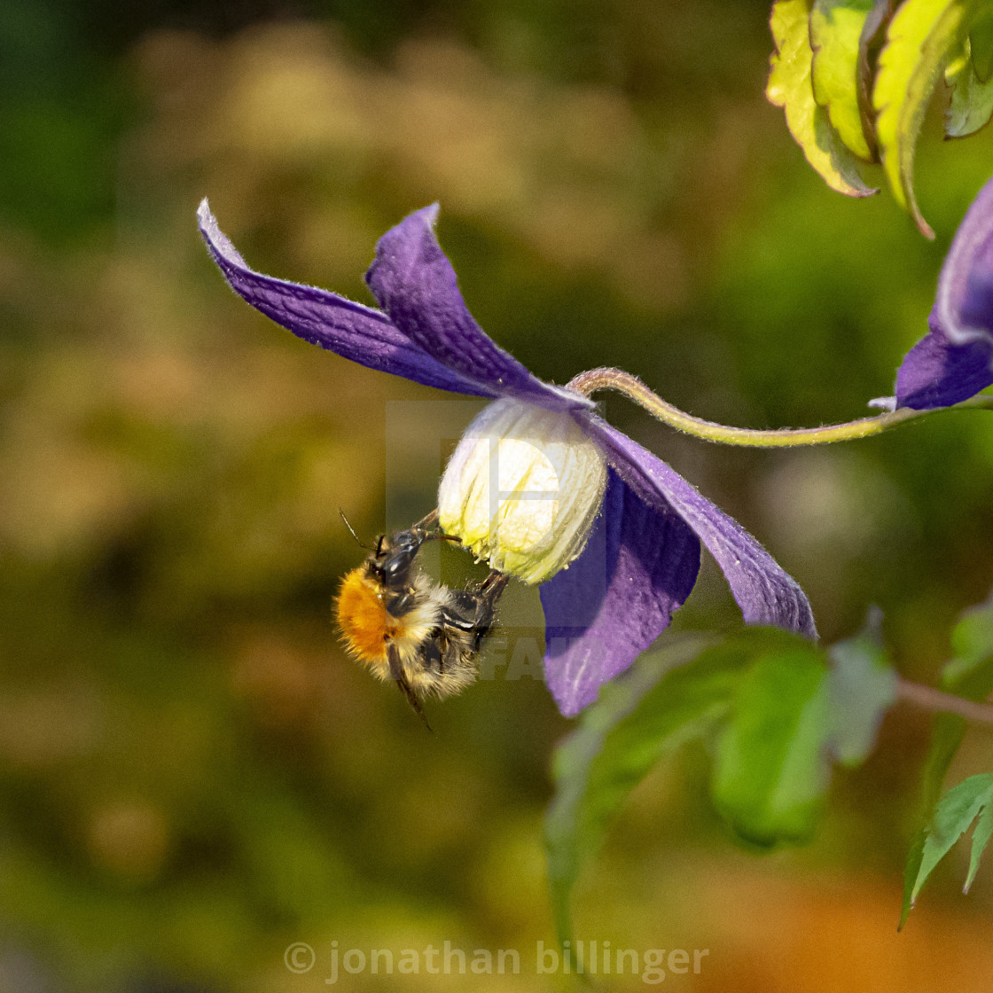 "Clematis alpina 'Pamela Jackman' and Bee" stock image