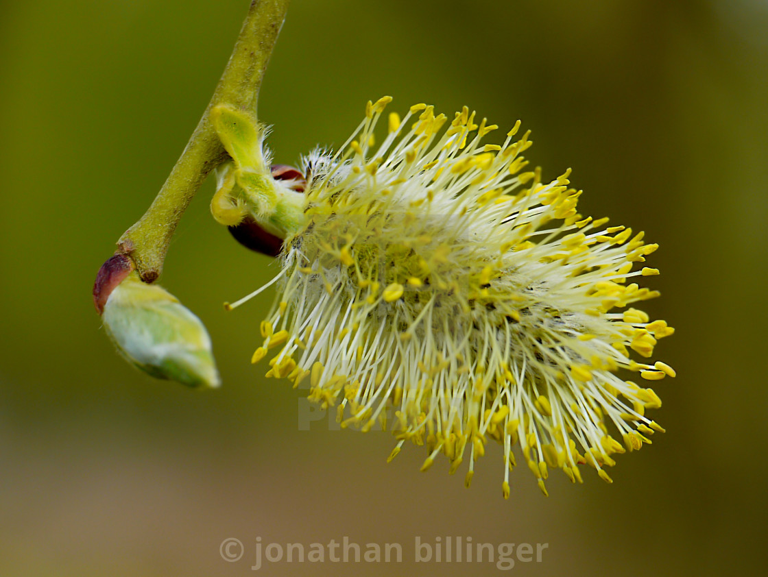 "Willow Catkin in March" stock image