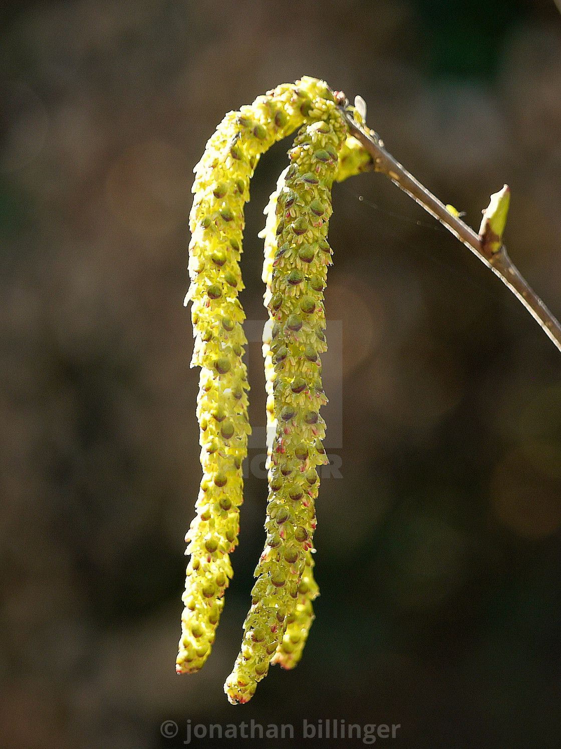 "Birch Catkin in March" stock image