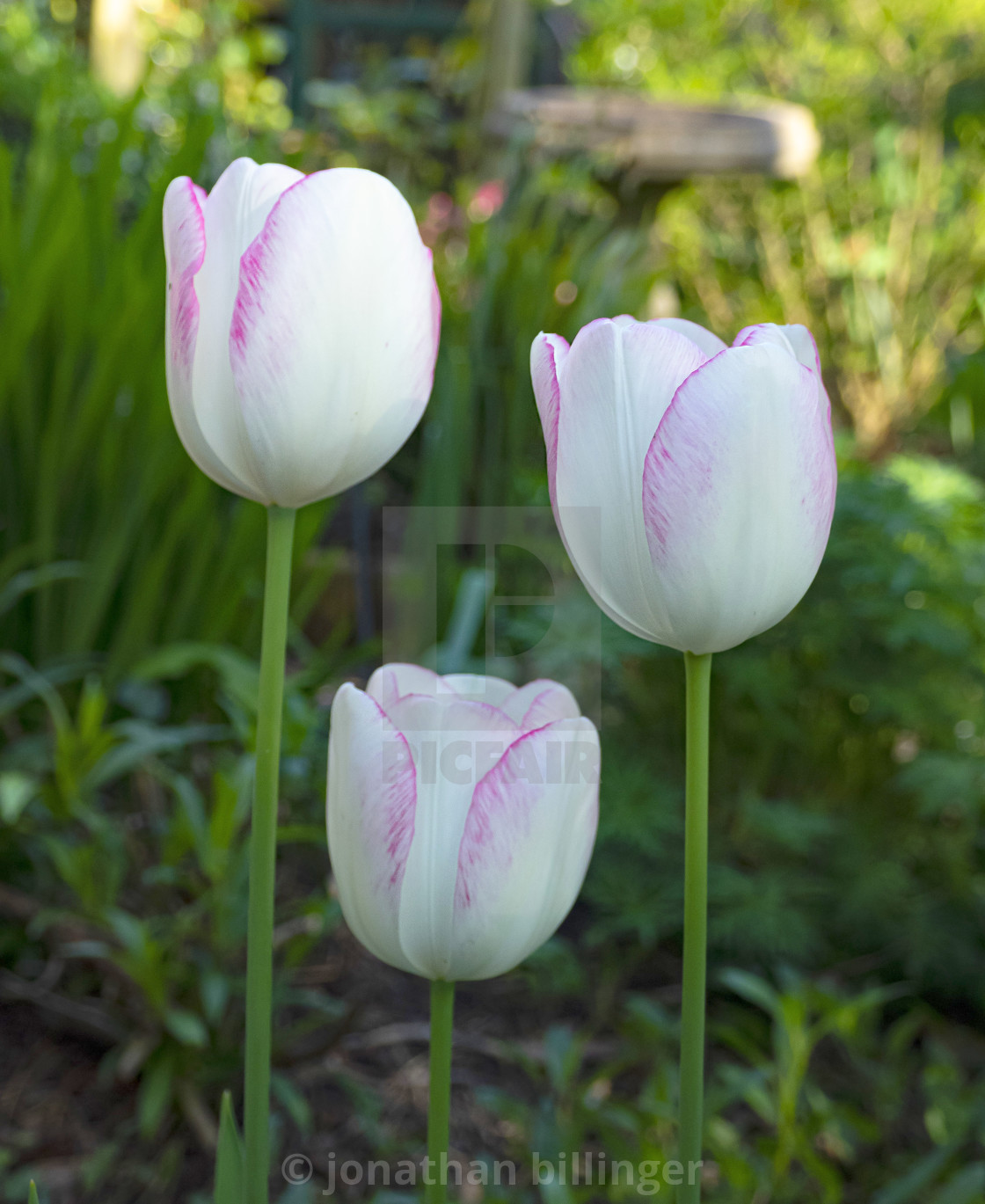 "Tulip 'Gwen'" stock image