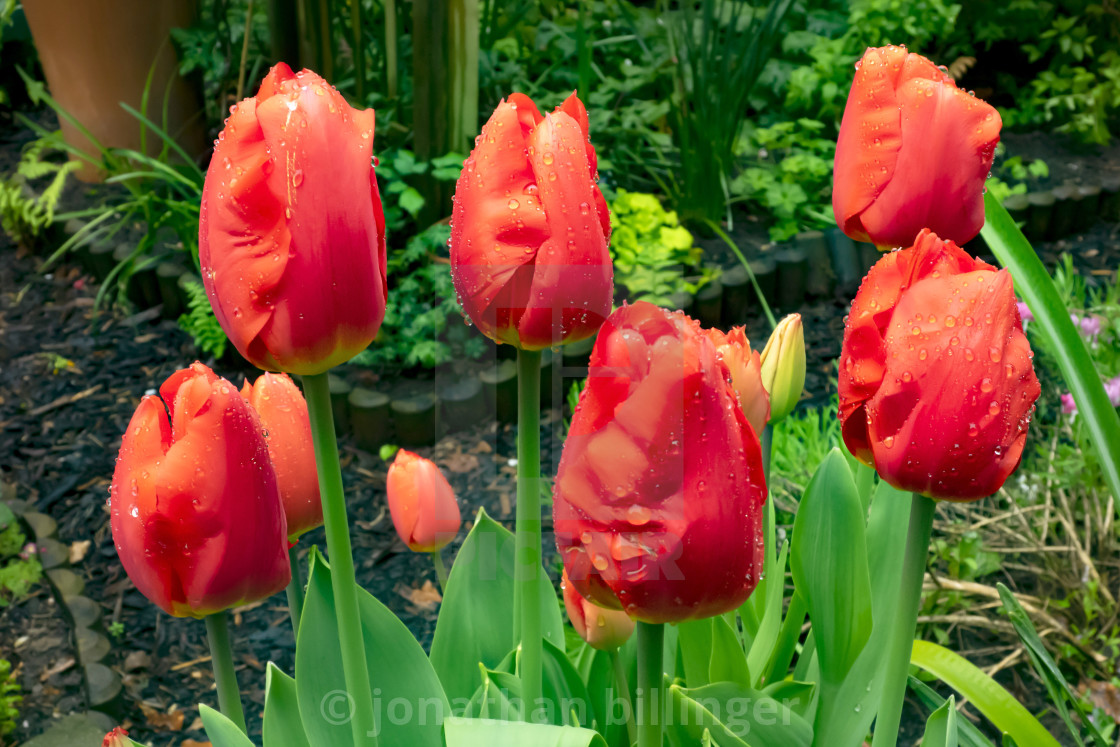 "Tulip 'Oxford'" stock image