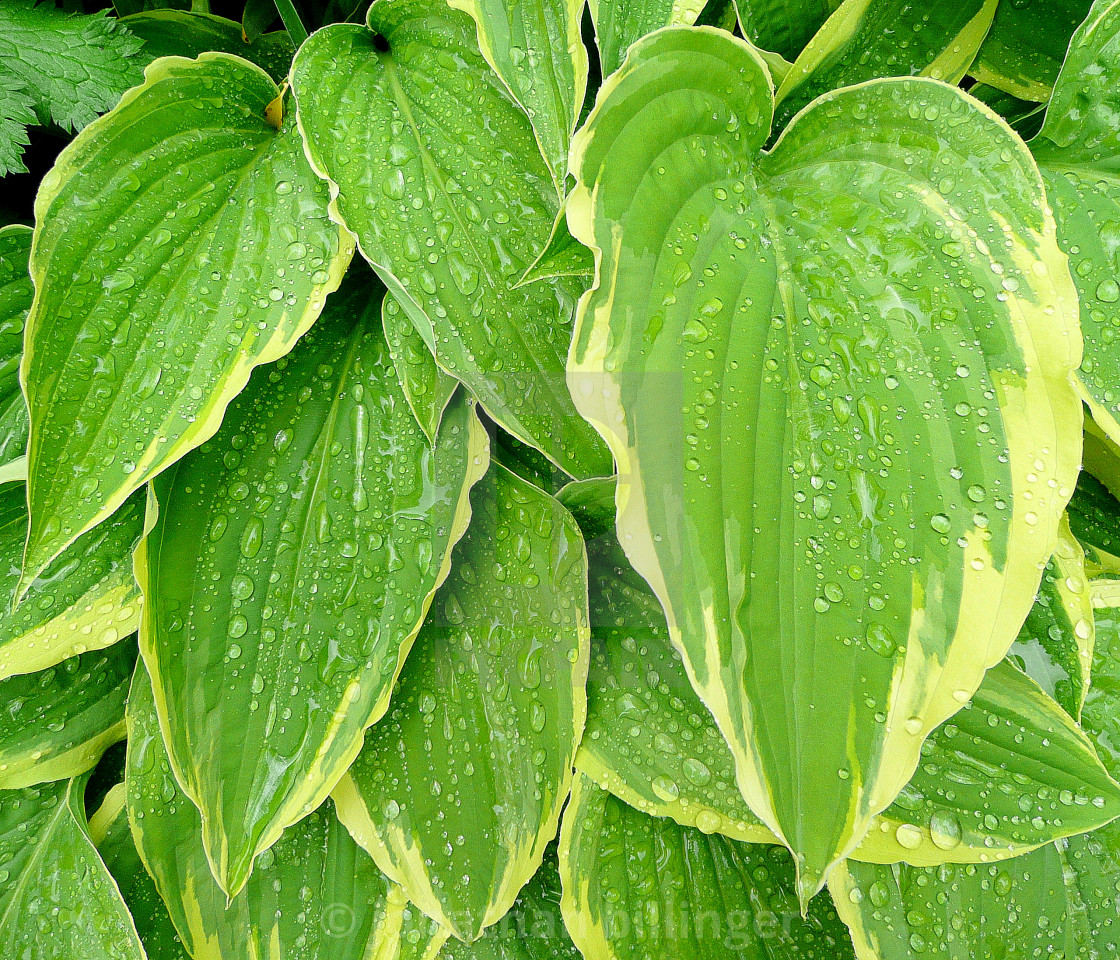 "Hosta Raindrops, 2" stock image