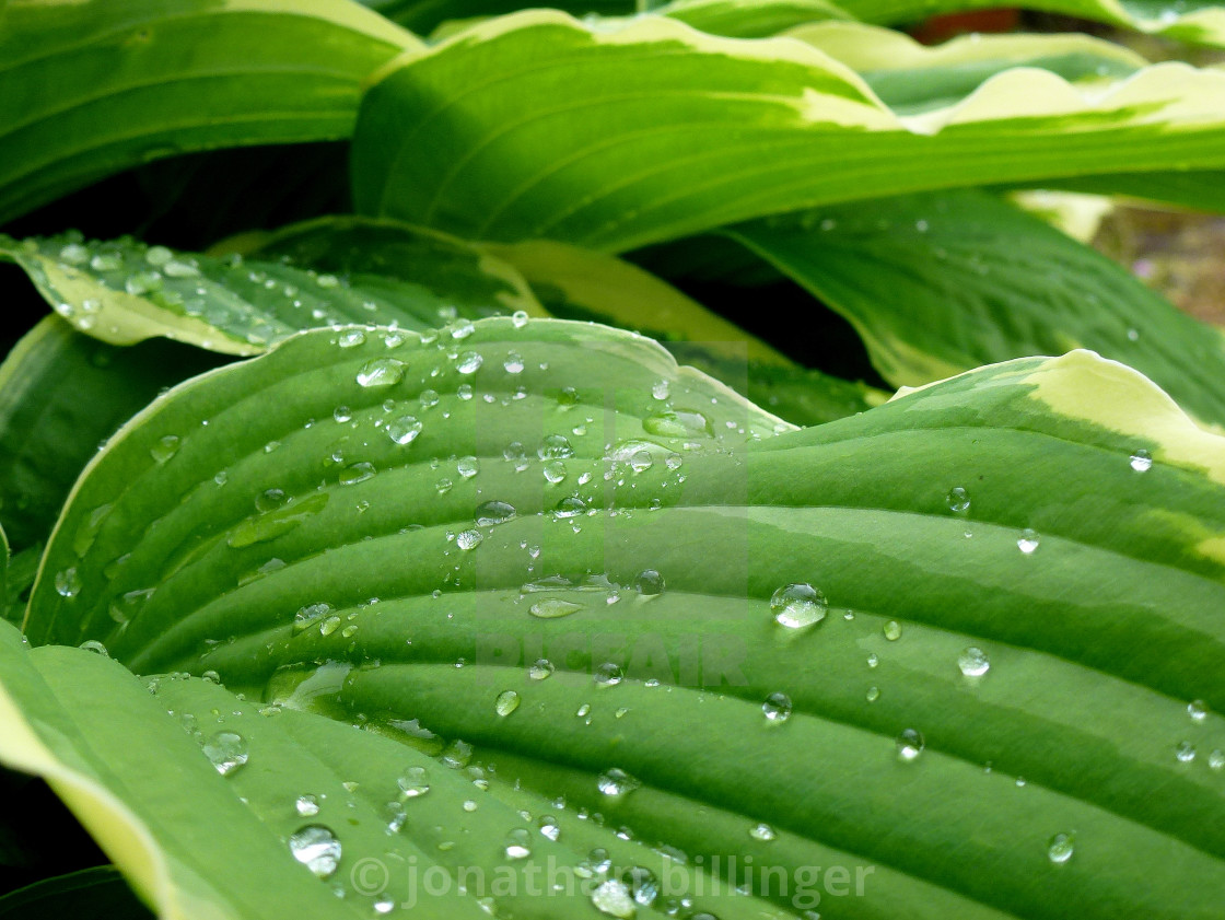 "Hosta Raindrops, 4" stock image