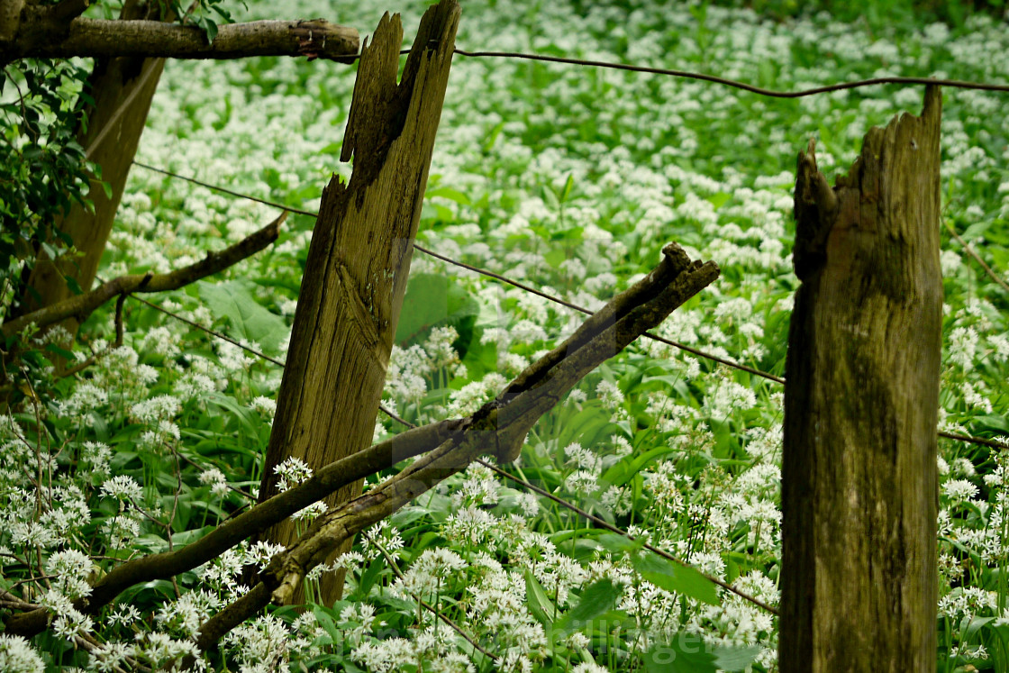 "Wild Garlic Carpet" stock image