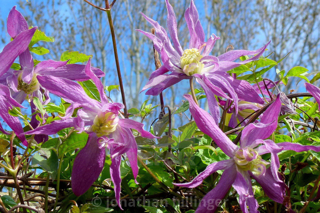 "Pink Clematis in Spring Sunshine" stock image