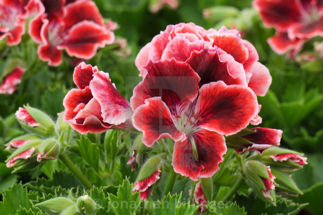 "Regal Pelargonium, 2" stock image