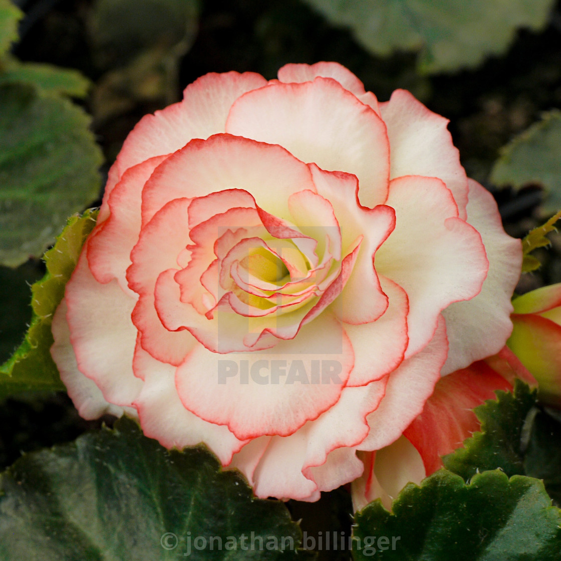 "Begonia tuberosa 'Red Picotee'" stock image