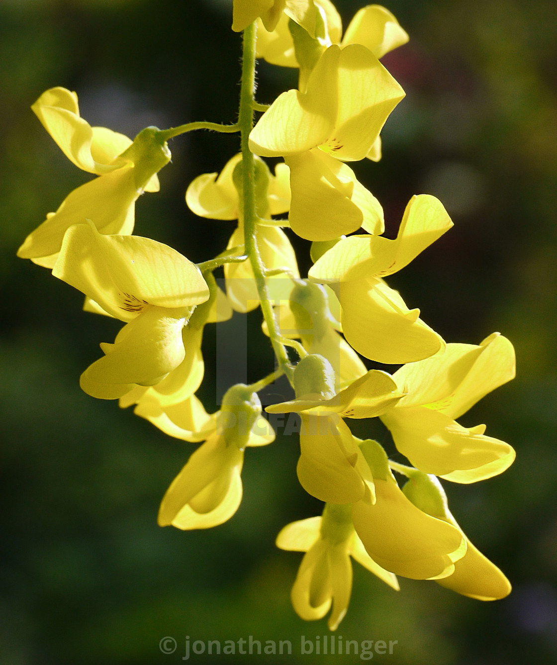 "Laburnum in May" stock image