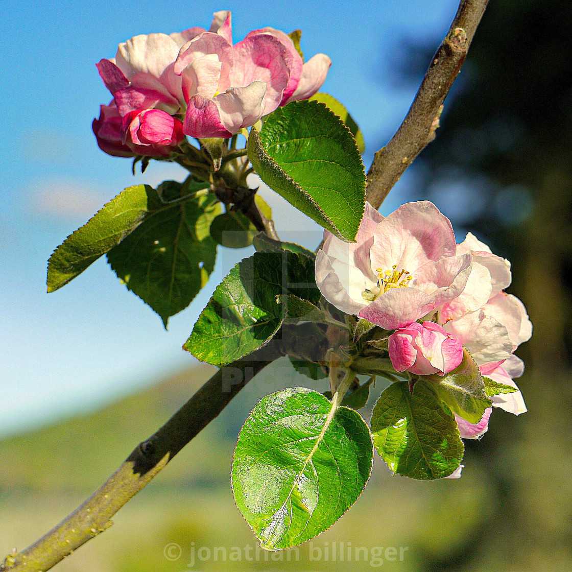 "Apple Blossom" by jonathan billinger - $8.24 "Apple Blossom" stock image