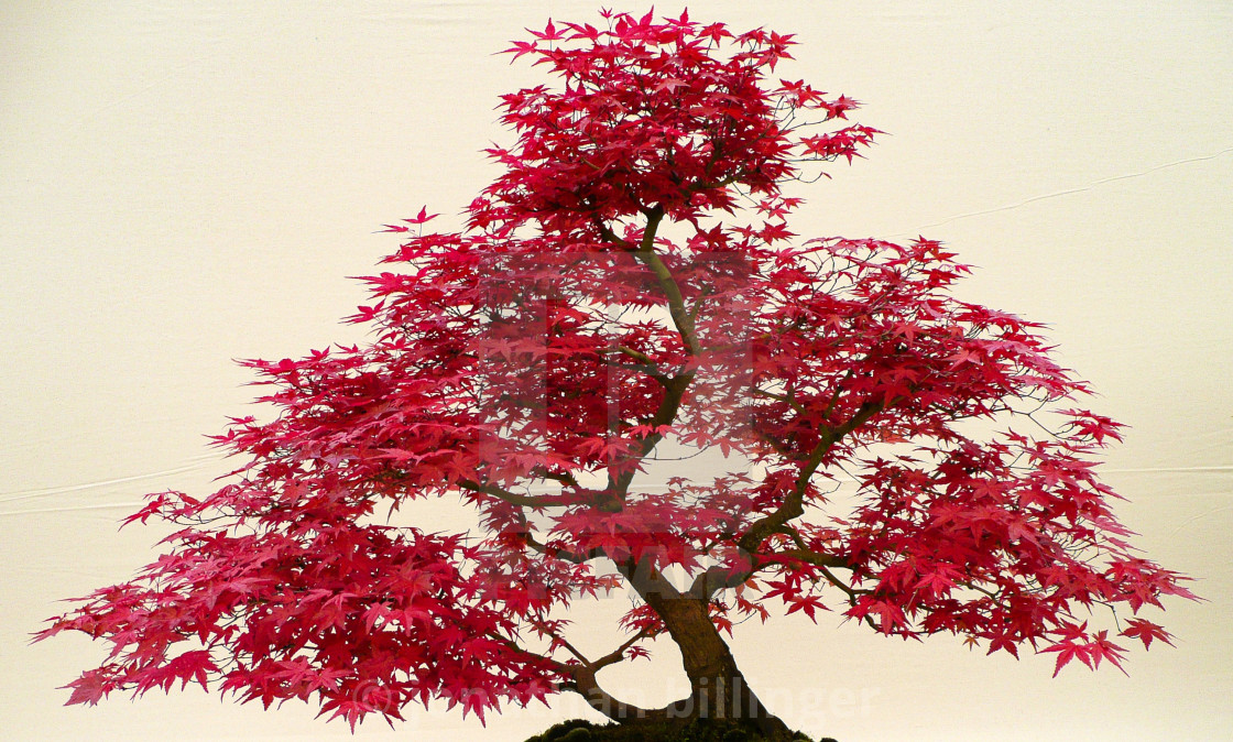 "Acer Bonsai" stock image