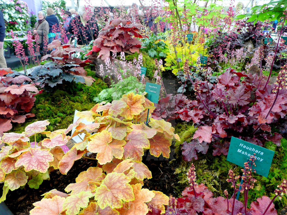 "Heuchera Display" stock image