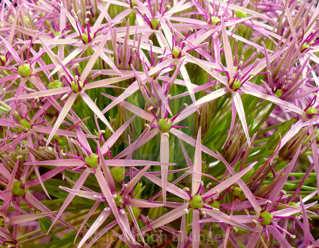 "Alliums Close Up" stock image