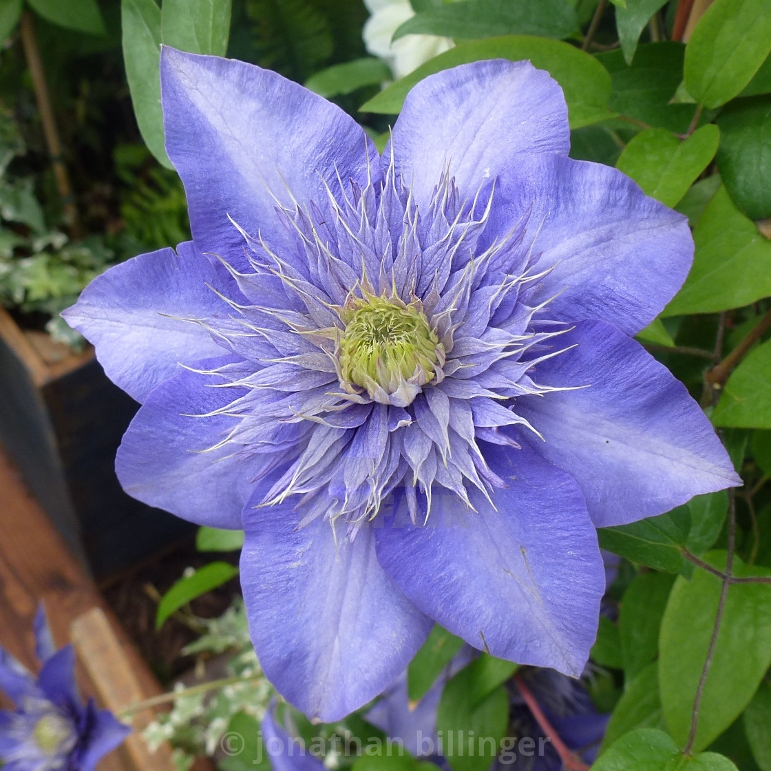 "Clematis 'Multi Blue'" stock image