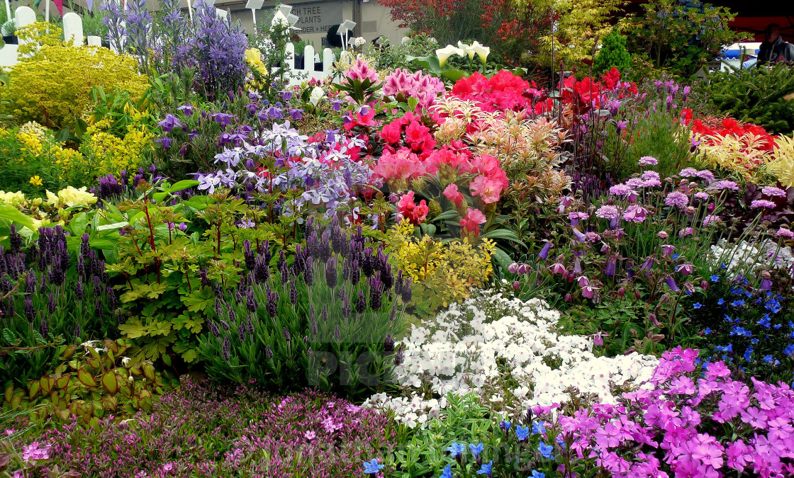 "Spring Garden Plant Display, 1" stock image