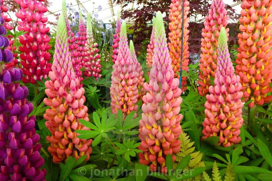 "Lupin Display" stock image