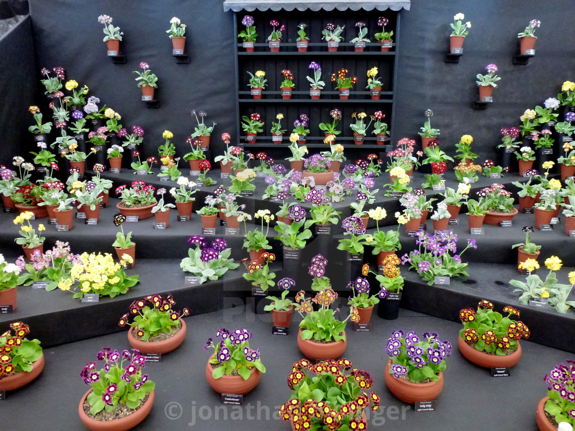 "Primula Auricula Nursery Display, 1" by jonathan billinger - $8.17 "Primula Auricula Nursery Display, 1" stock image
