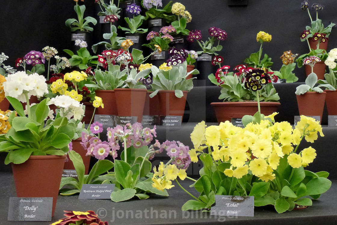 "Primula Auricula Nursery Display, 3" by jonathan billinger - $7.86 "Primula Auricula Nursery Display, 3" stock image