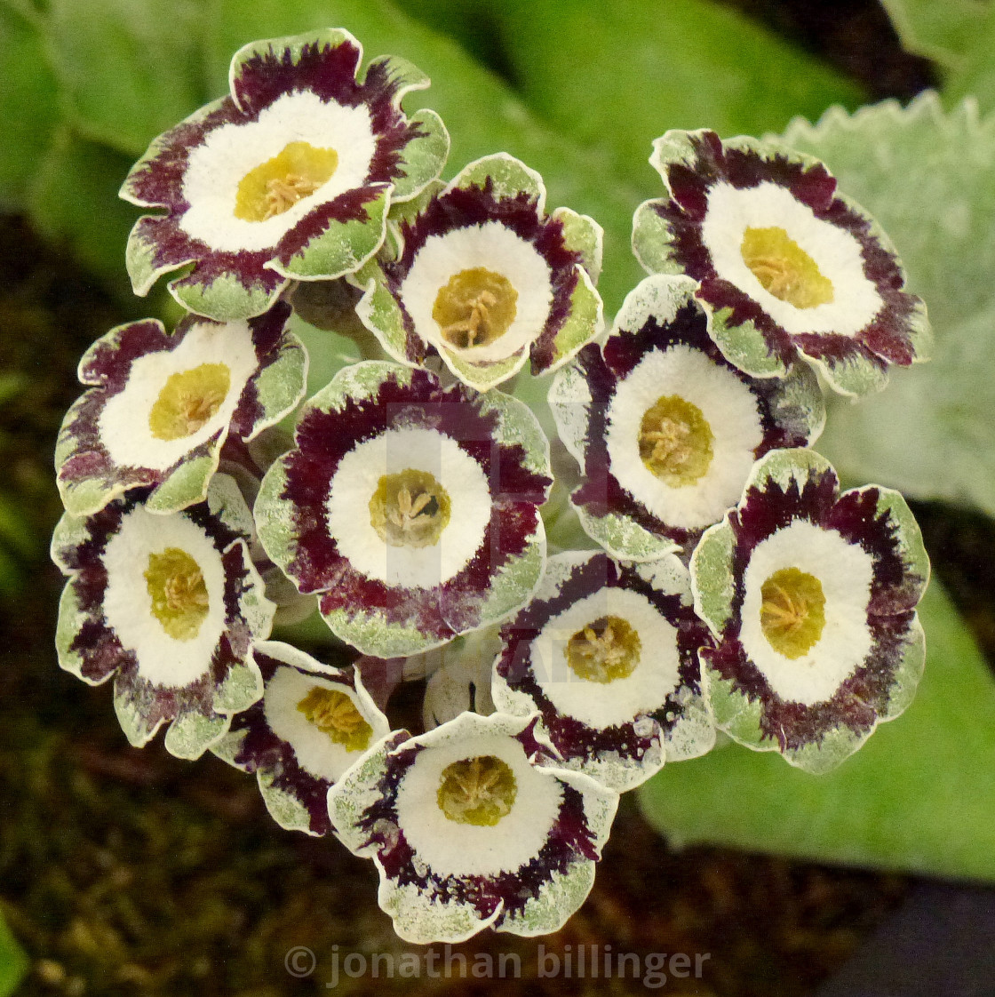 "Primula Auricula Nursery Display, 4" stock image