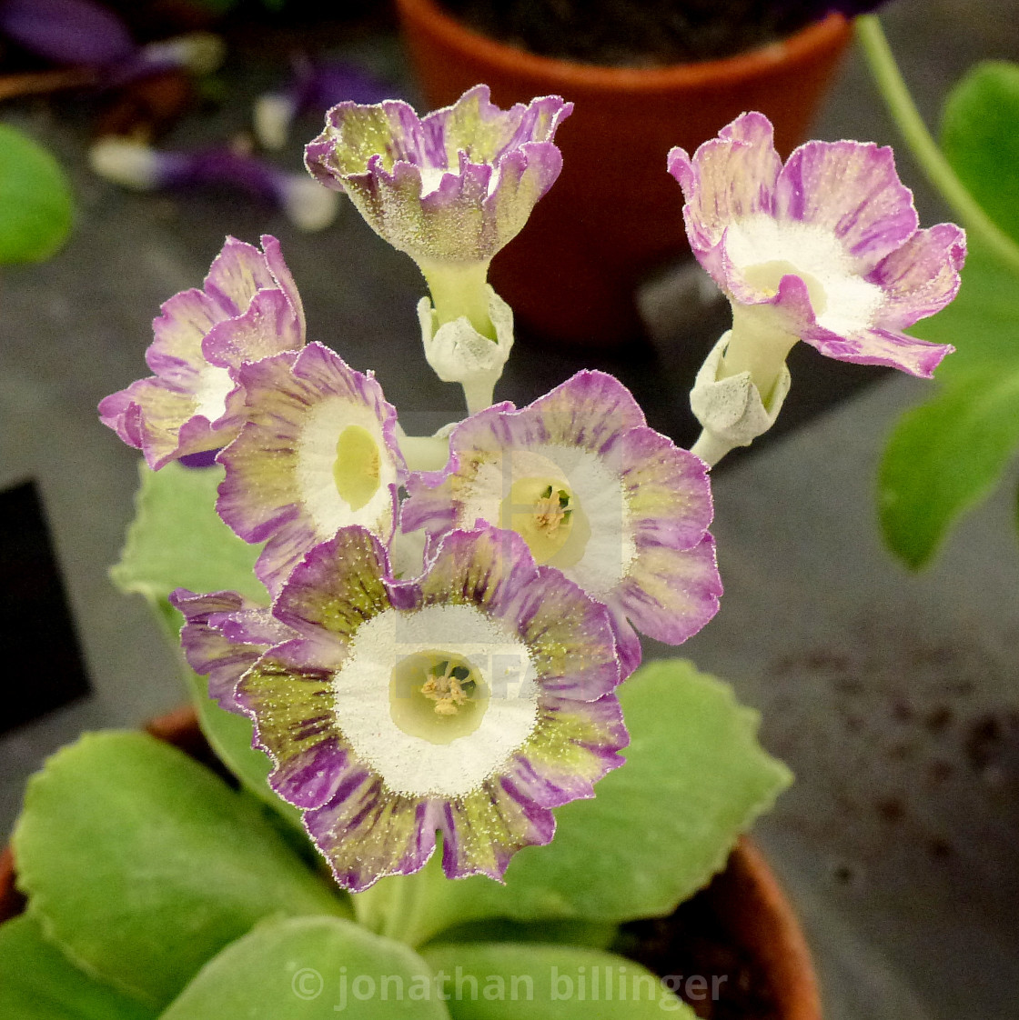 "Primula Auricula Nursery Display, 5" by jonathan billinger - $8.17 "Primula Auricula Nursery Display, 5" stock image