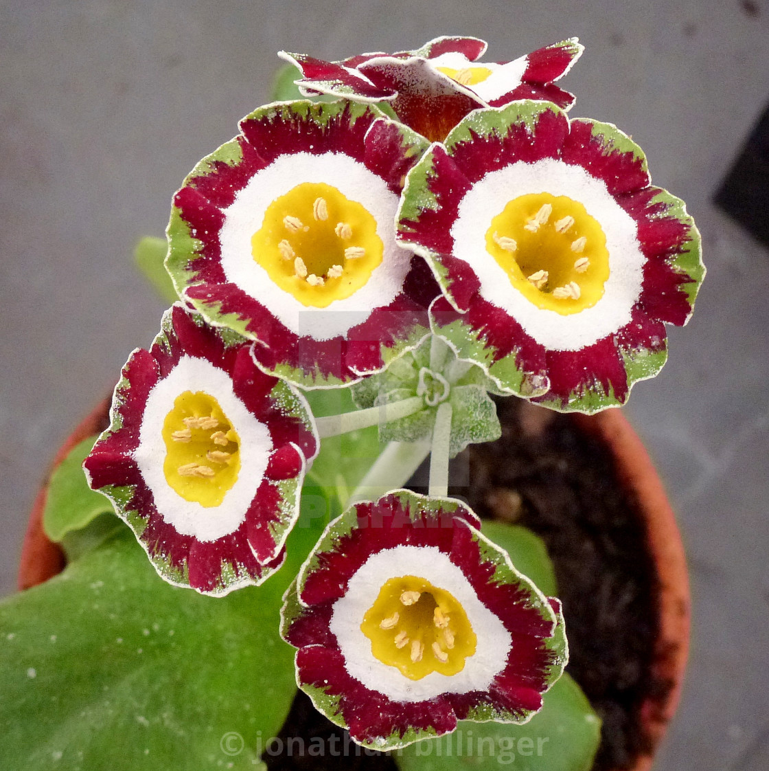 "Primula Auricula Nursery Display, 6" stock image