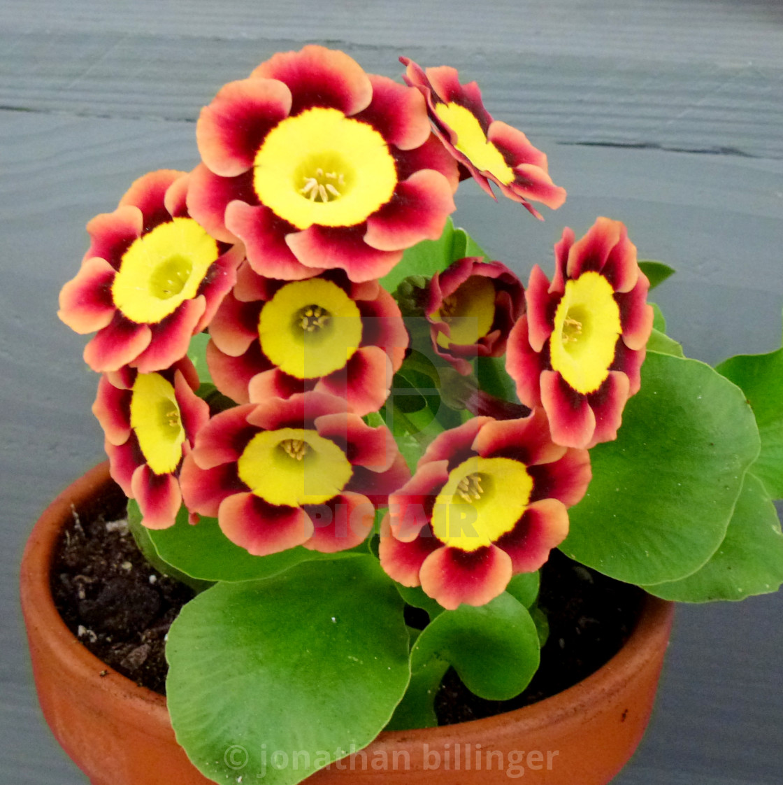 "Primula Auricula Nursery Display, 8" stock image