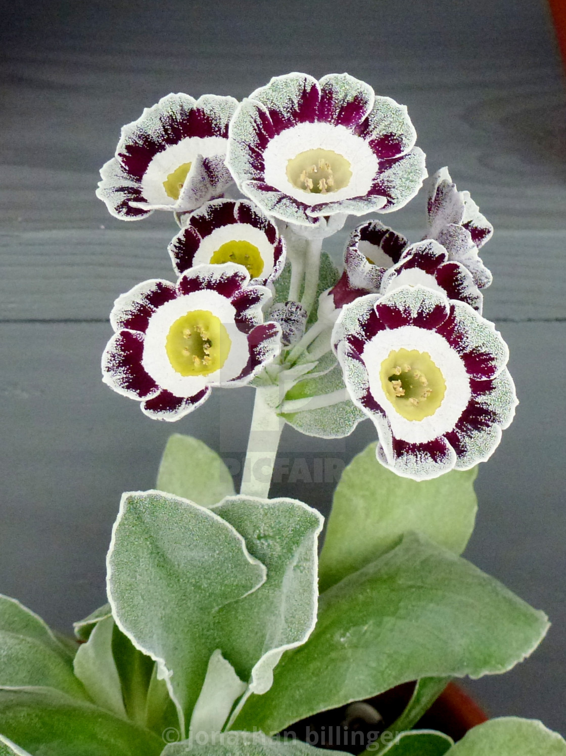 "Primula Auricula Nursery Display, 9" stock image