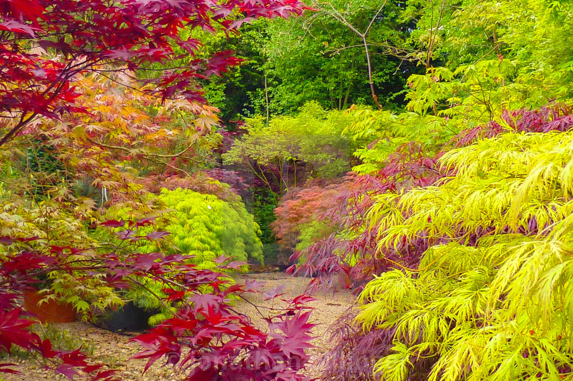 "The Acer Glade in May, 1" stock image