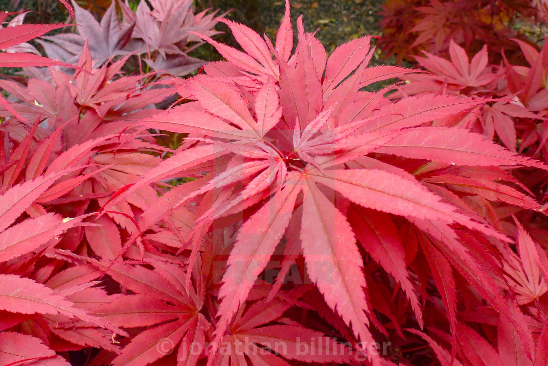 "The Acer Glade in May, 2" by jonathan billinger - $8.17 "The Acer Glade in May, 2" stock image
