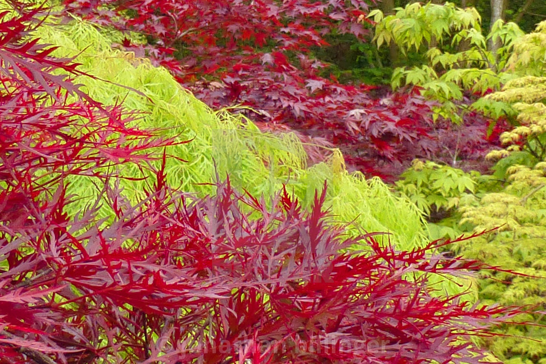 "The Acer Glade in May, 3" stock image