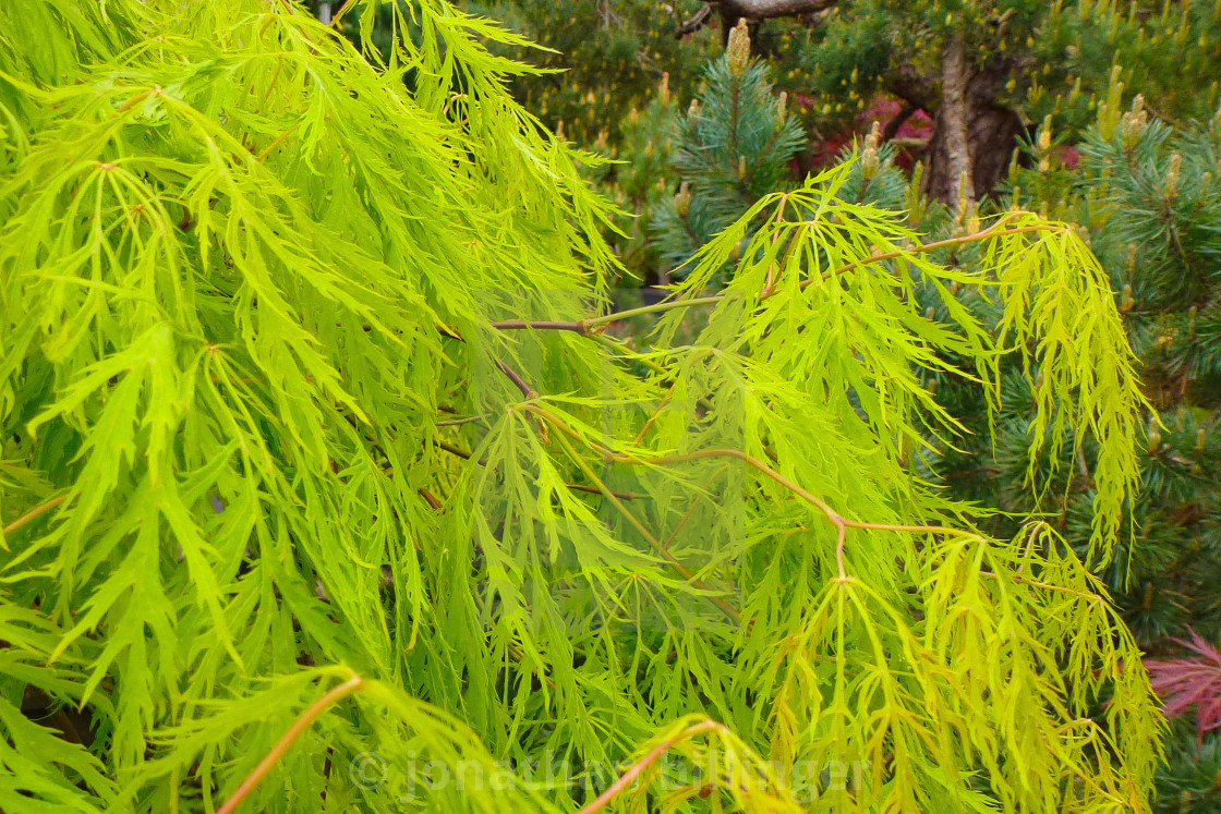 "The Acer Glade in May, 4" stock image