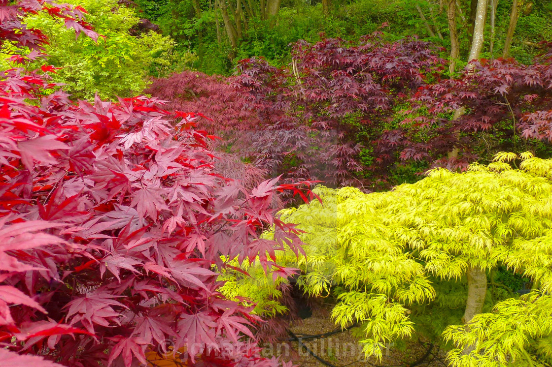 "The Acer Glade in May, 6" stock image