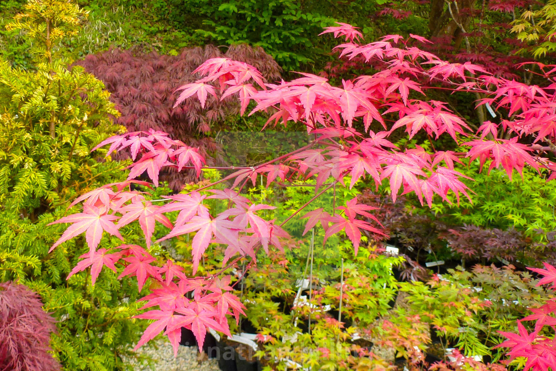 "The Acer Glade in May, 8" stock image