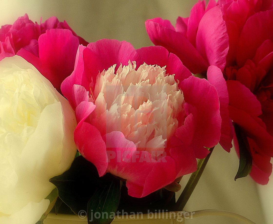 "Paeonia 1" stock image